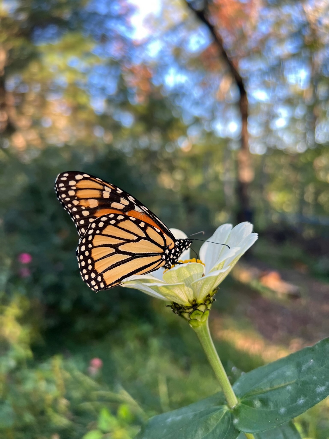 Monarch butterfly resting on a white garden flower