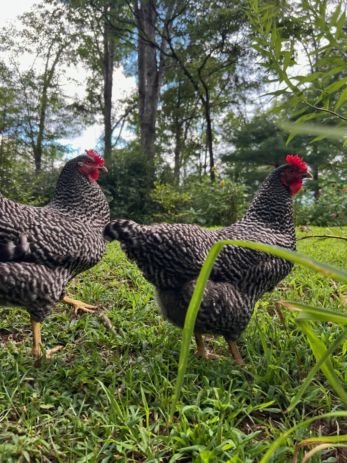 Two barred chickens walking through the grass