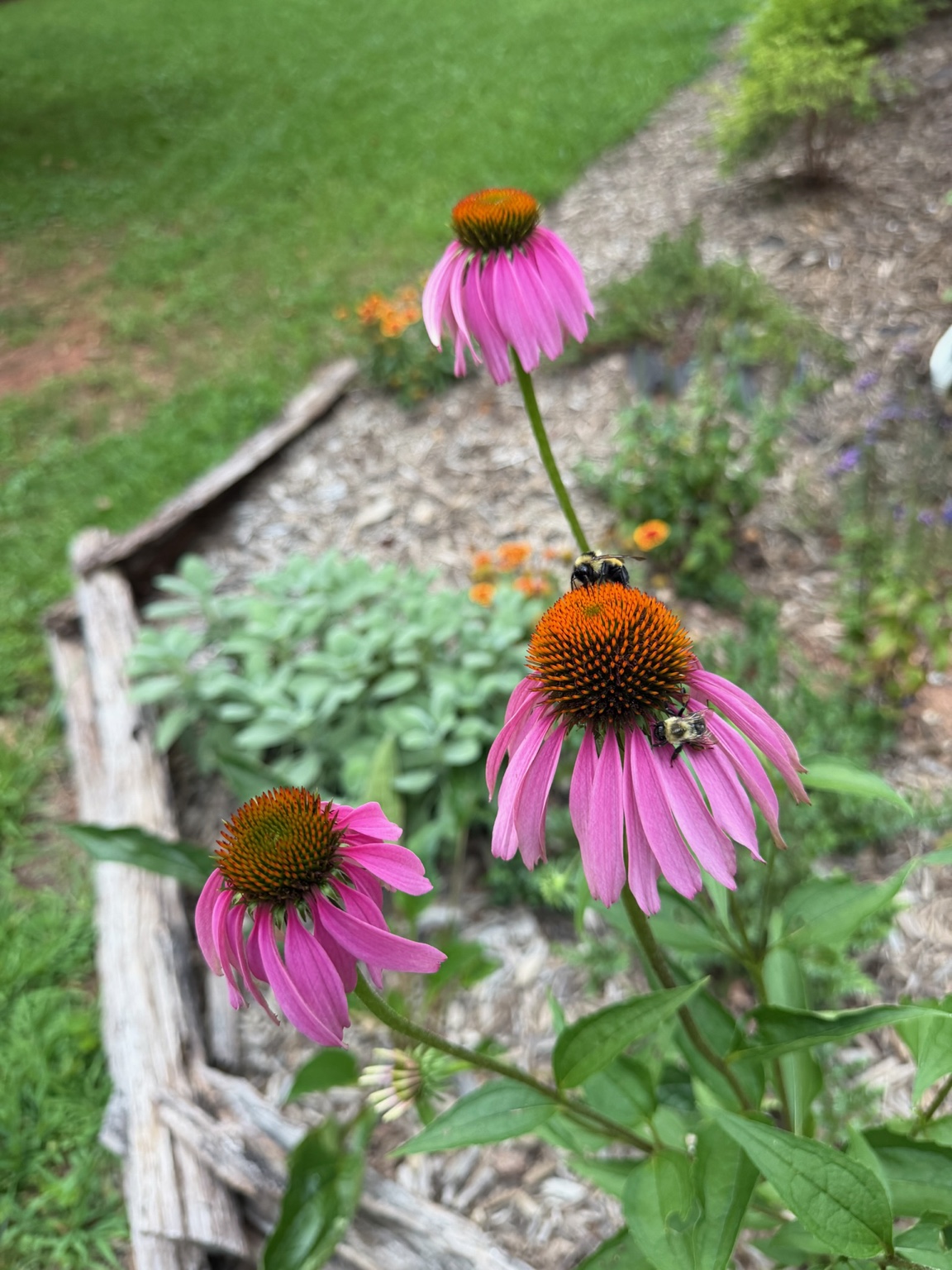 Pink coneflowers growing beside the garden path