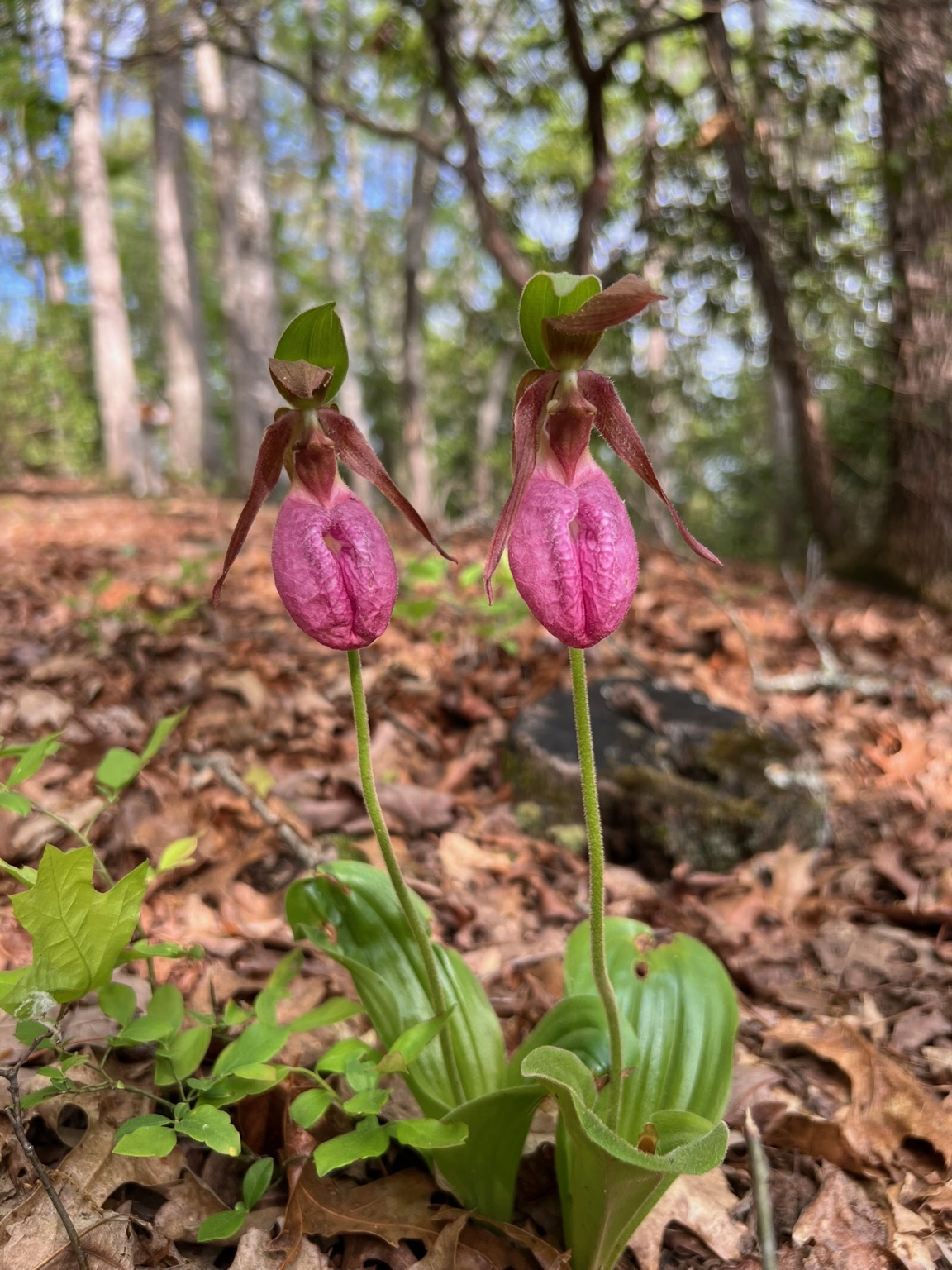 Pink lady’s slipper wildflowers on the forest floor