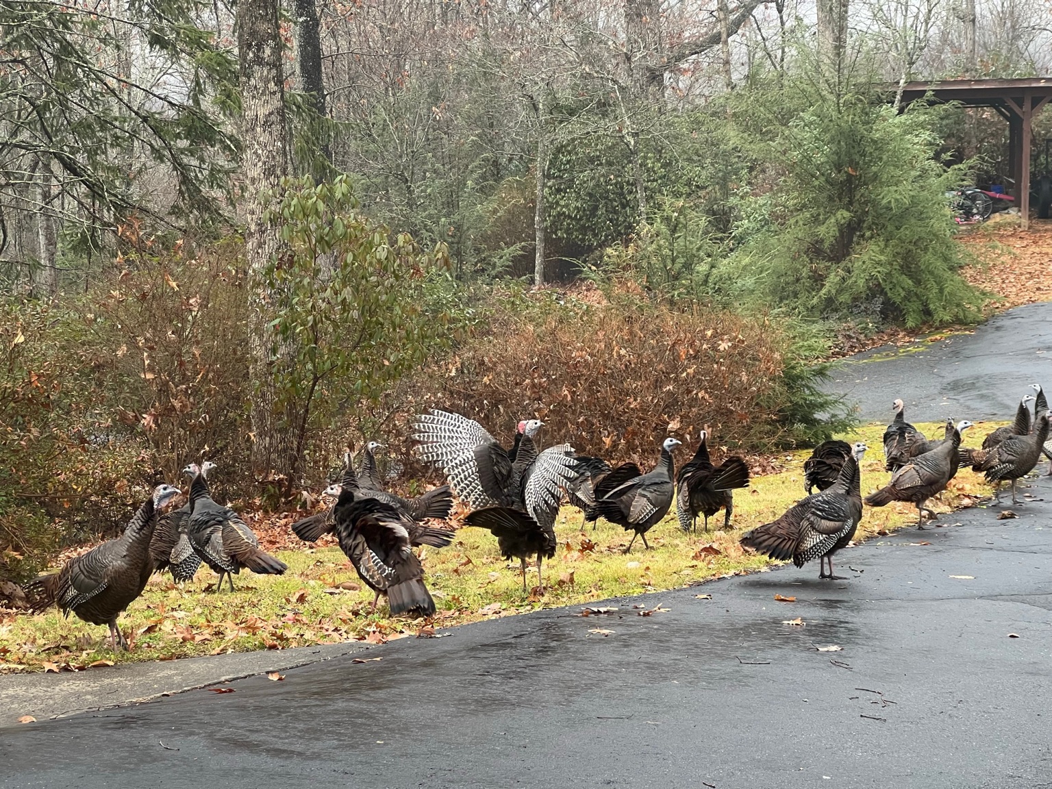 Wild turkeys gathering along the driveway