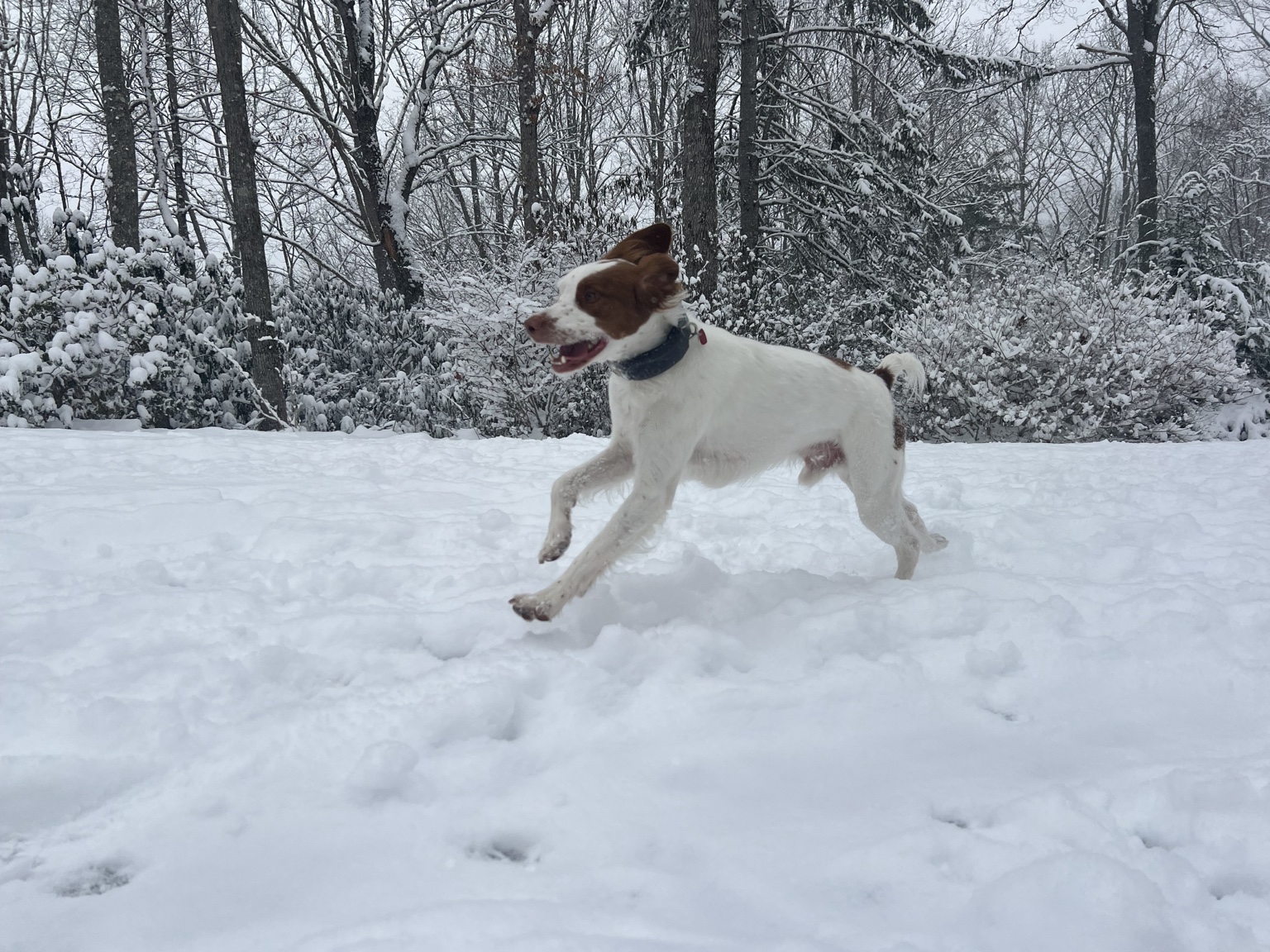 Webster, our brown-and-white pup, bounding through the snow